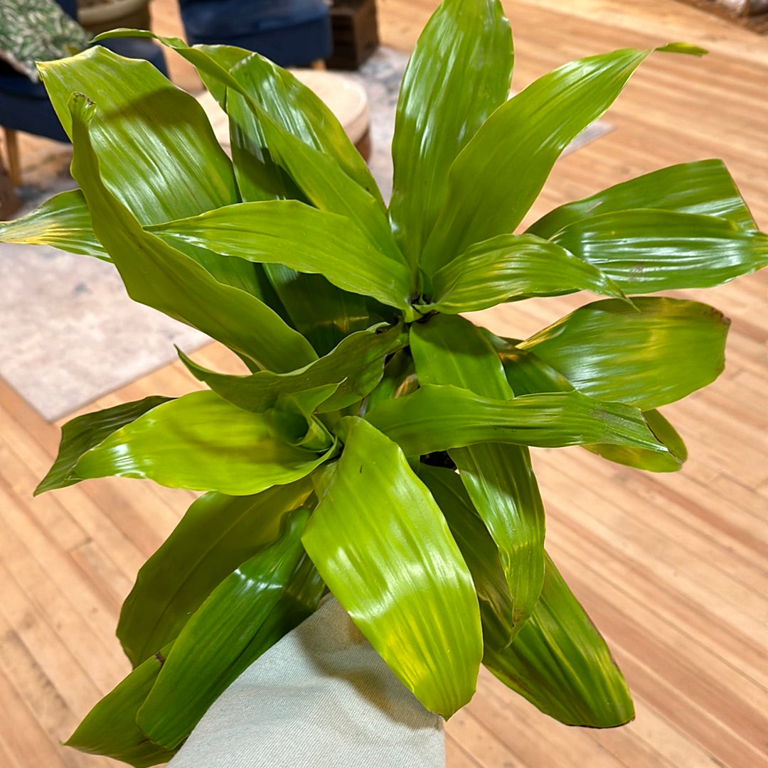 Dracaena Lime Light 6"