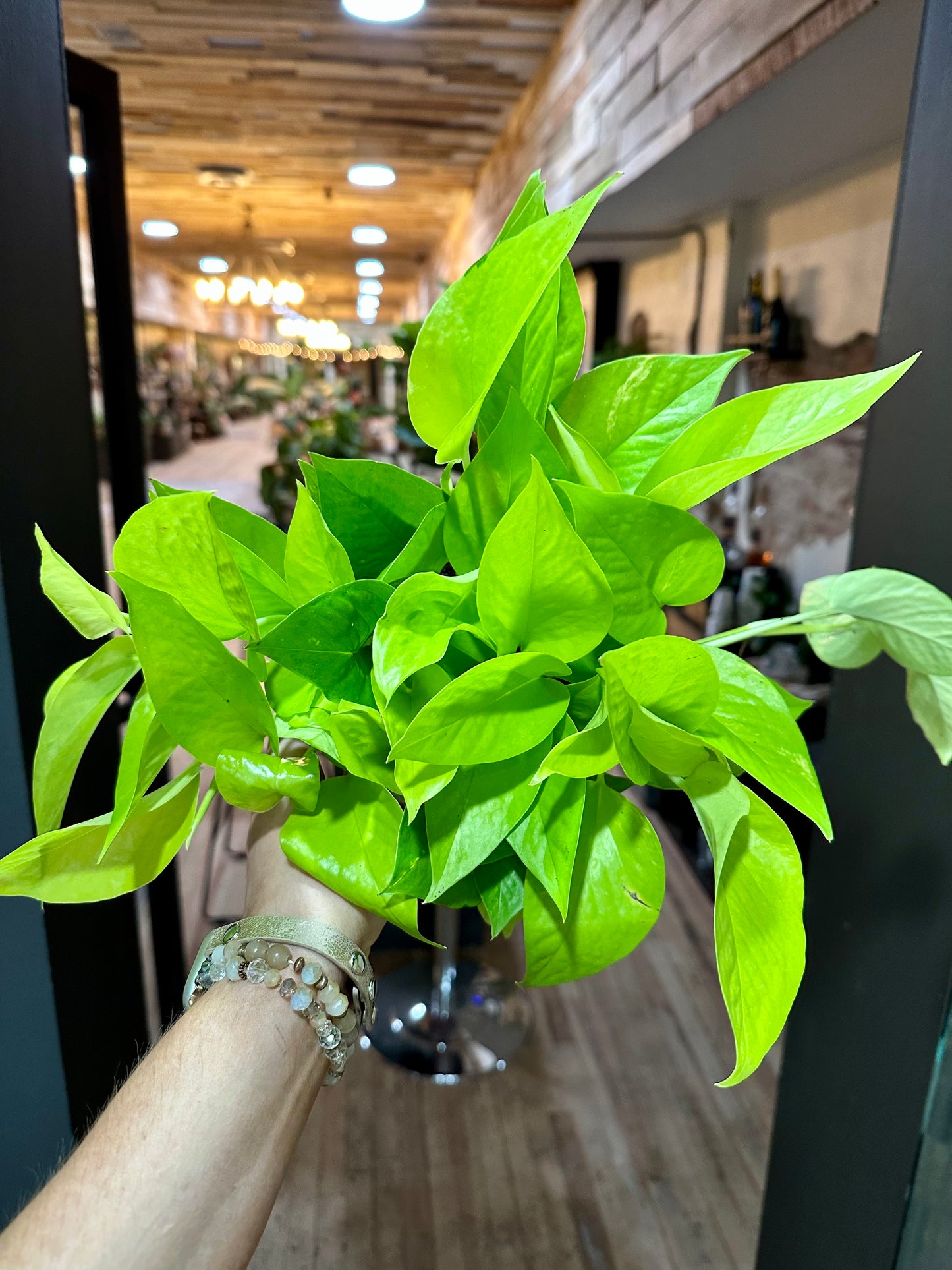 Epipremnum aureum 'Neon' 6"