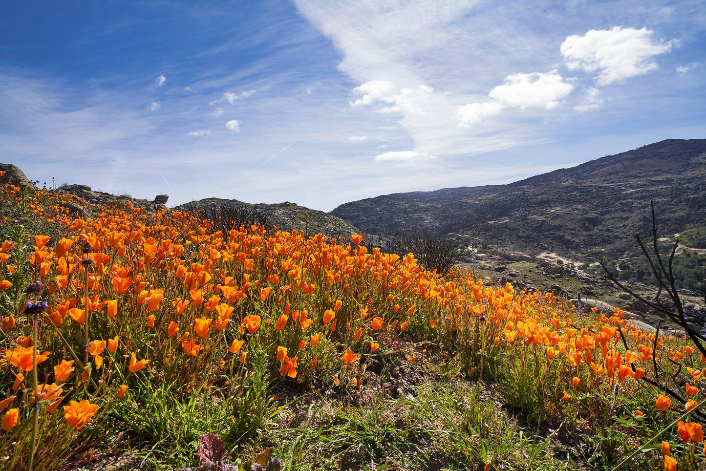 California Poppy | Seed Grow Kit