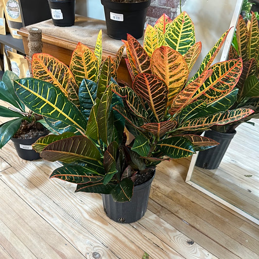 Croton 8"