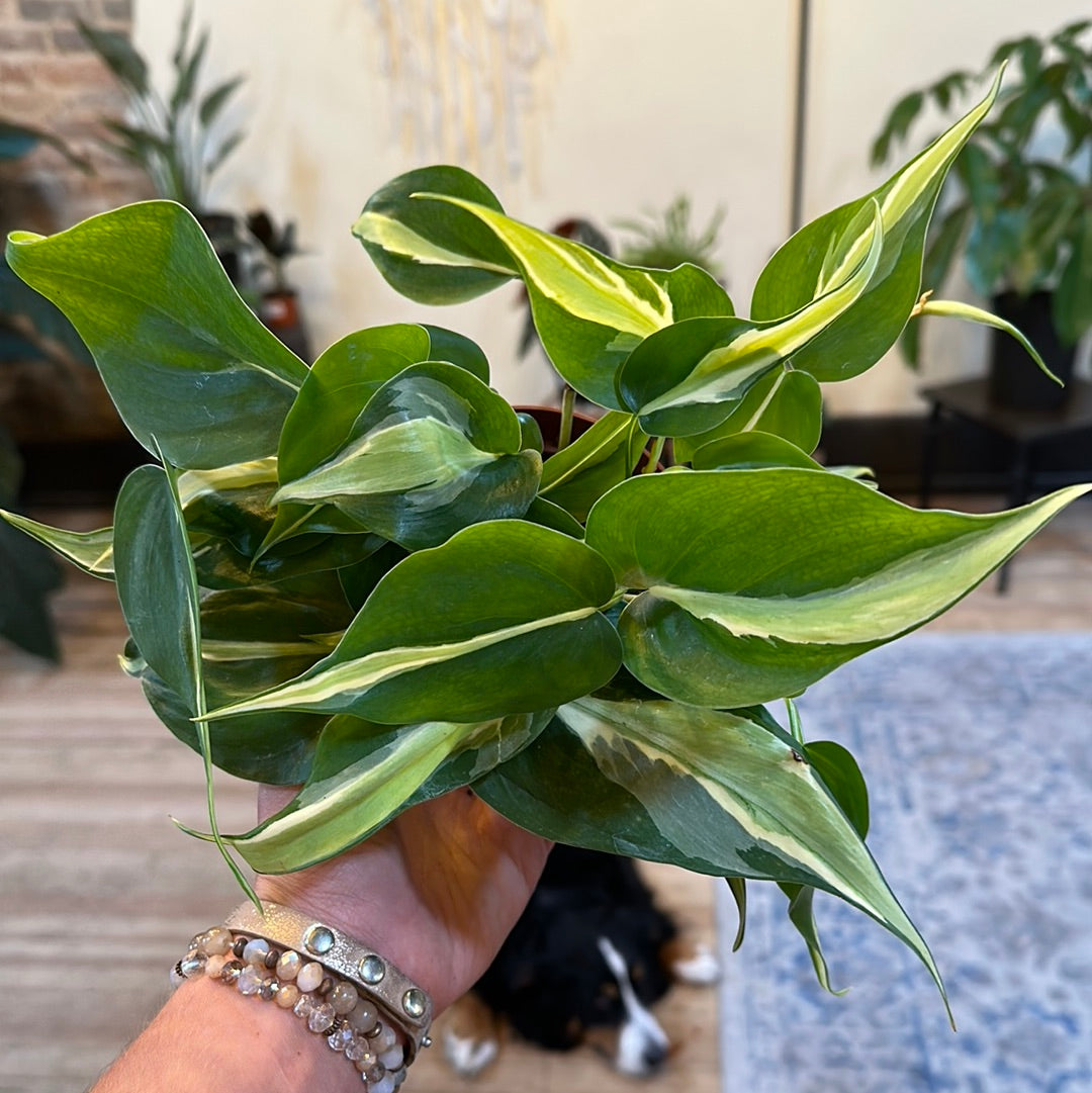 Philodendron hederaceum 'Rio' 6"