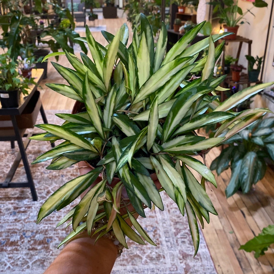 Hoya Wayetti Variegated 6"