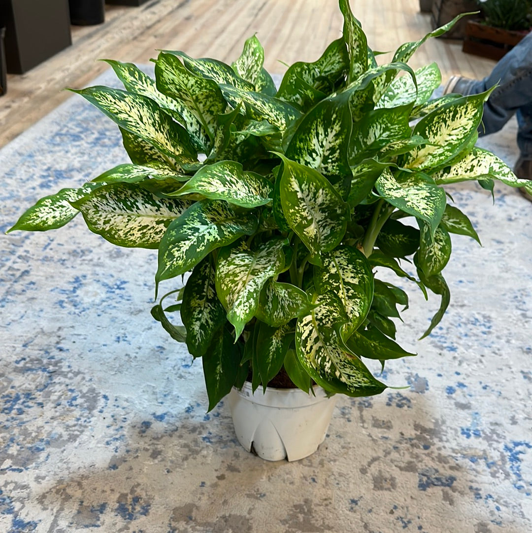 Dieffenbachia Compacta 8"