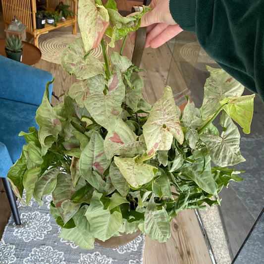 Syngonium Confetti Basket 8"