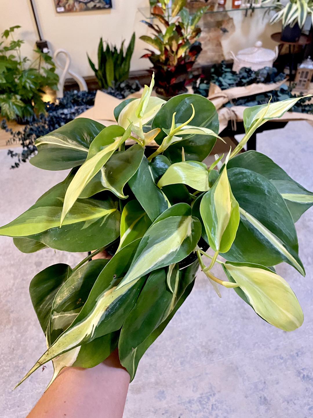 Philodendron hederaceum 'Cream Splash' 6"