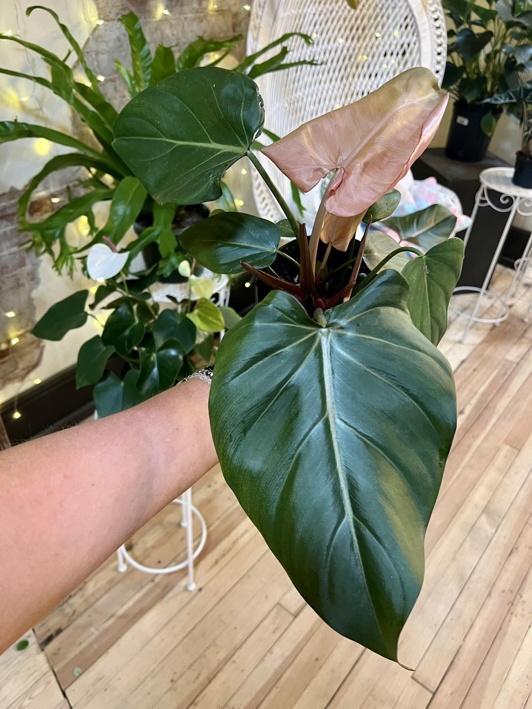 Philodendron 'Summer Glory' 6"