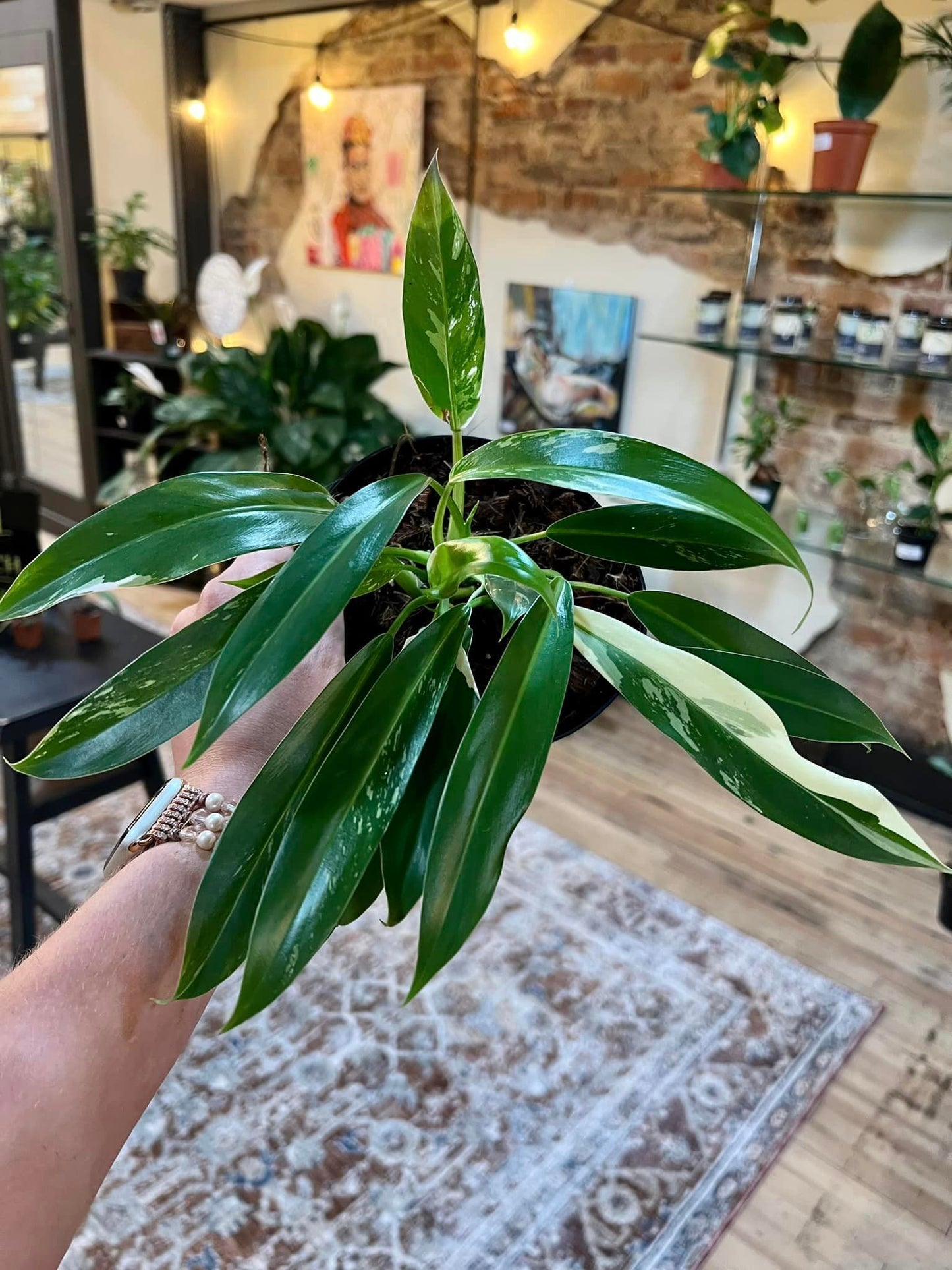 Philodendron 'Wend-imbe' Variegata 6"