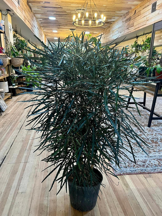 False Aralia 10"