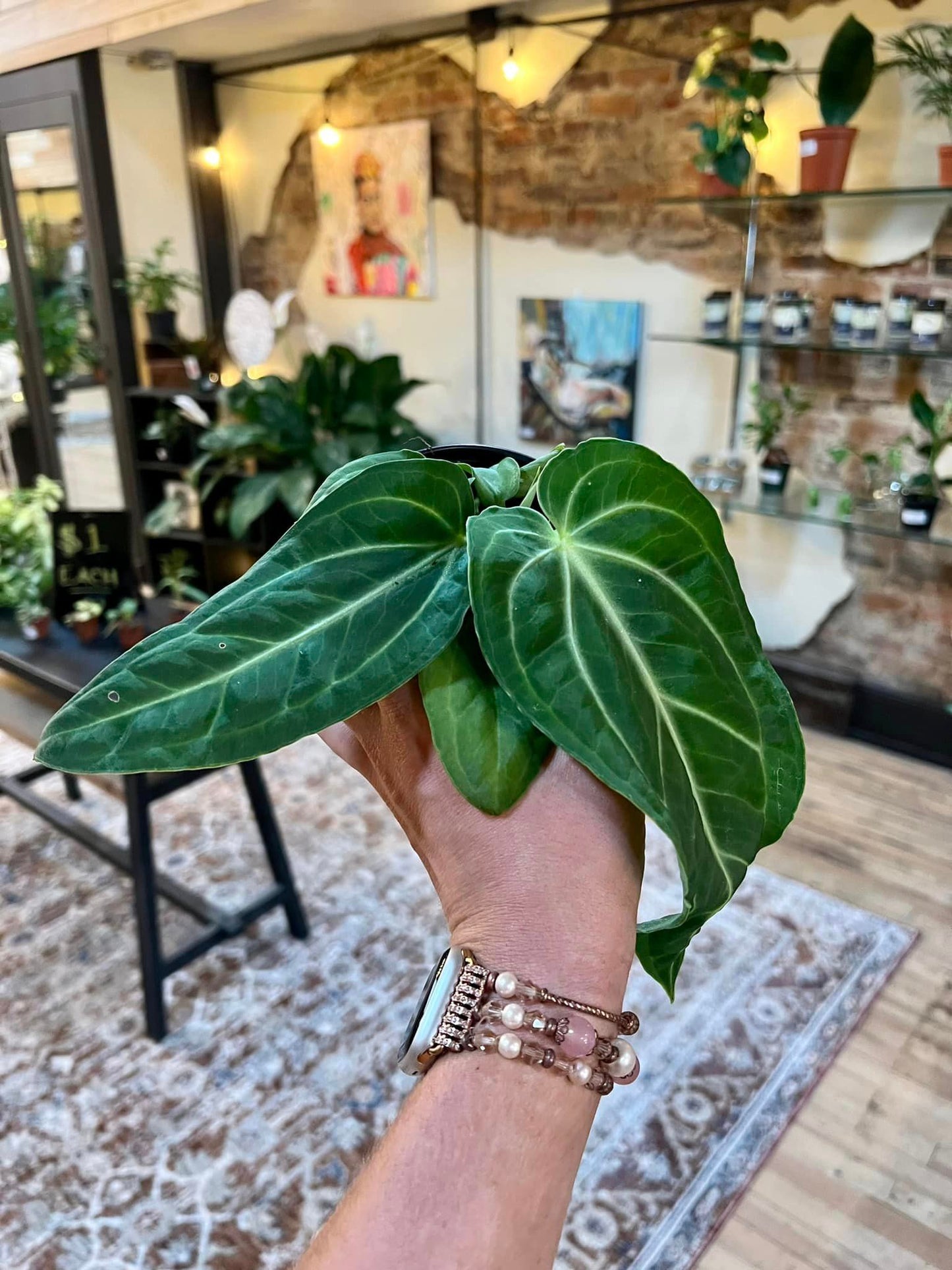 Anthurium ‘Villenaorum’ 4"