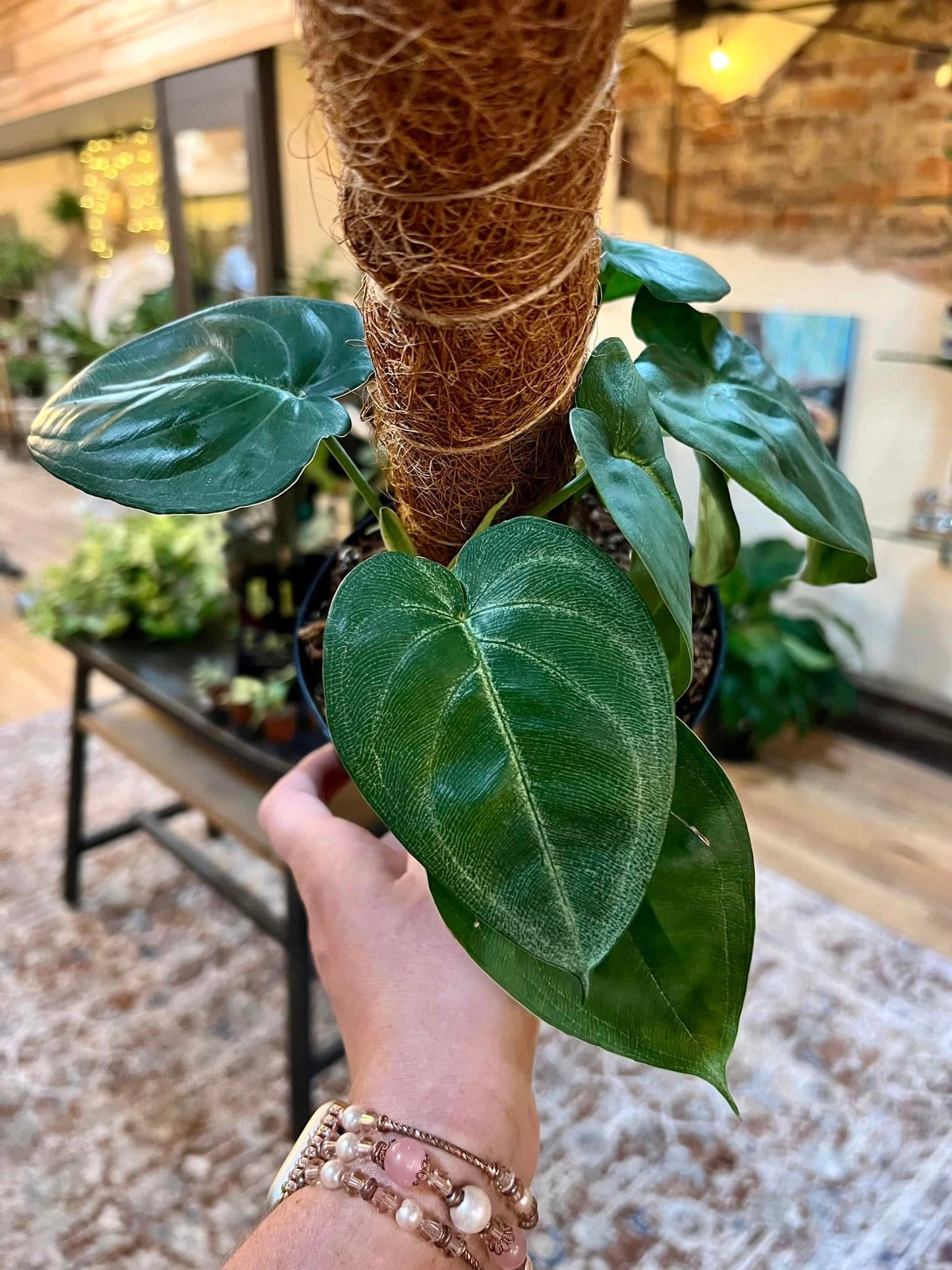 Syngonium Macrophyllum Ice Frost Totem 6"