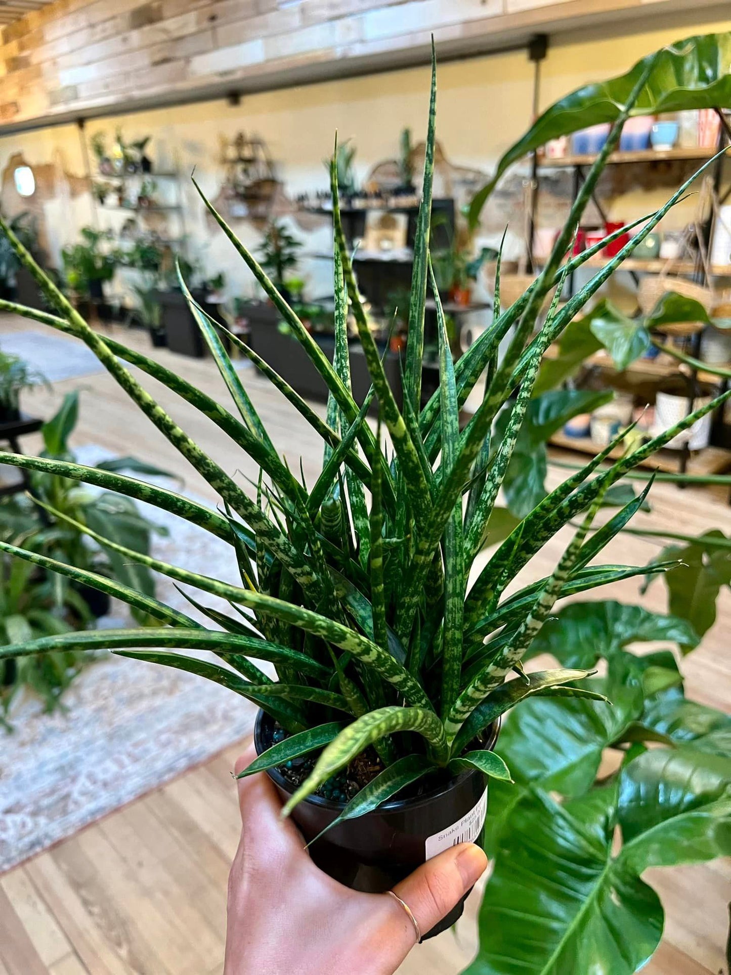 6" Fernwood Snake Plant