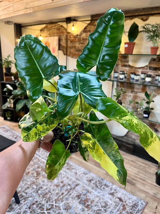 Philodendron 'Burle Marx Variegata' 6"