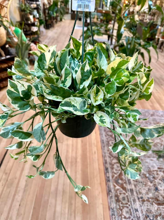 Epipremnum aureum 'Pearls and Jade' Basket 8"