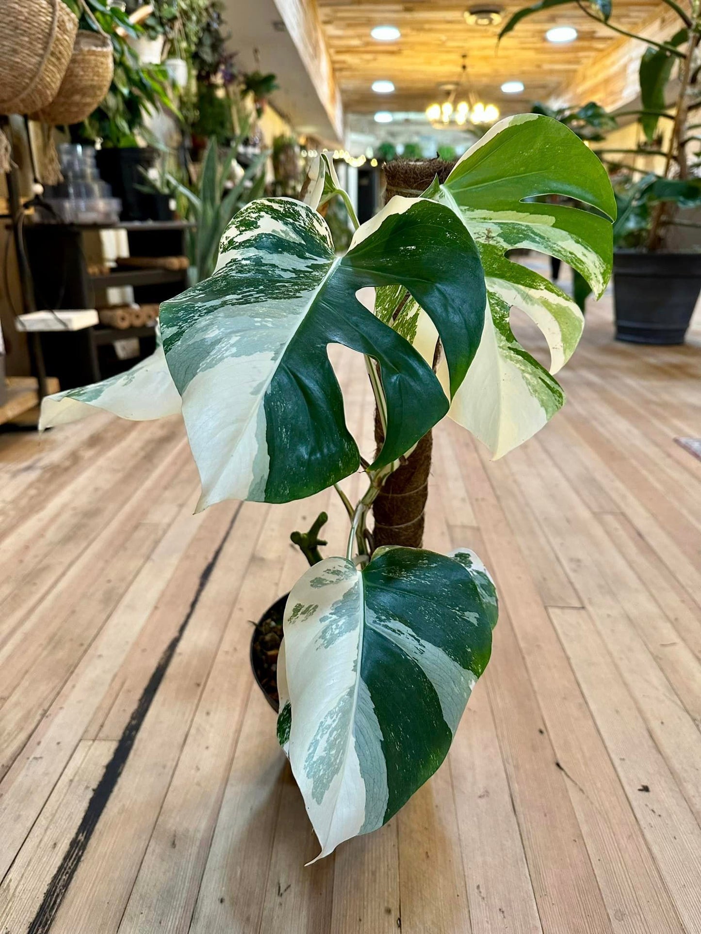 6" Monstera Deliciosa 'Albo'