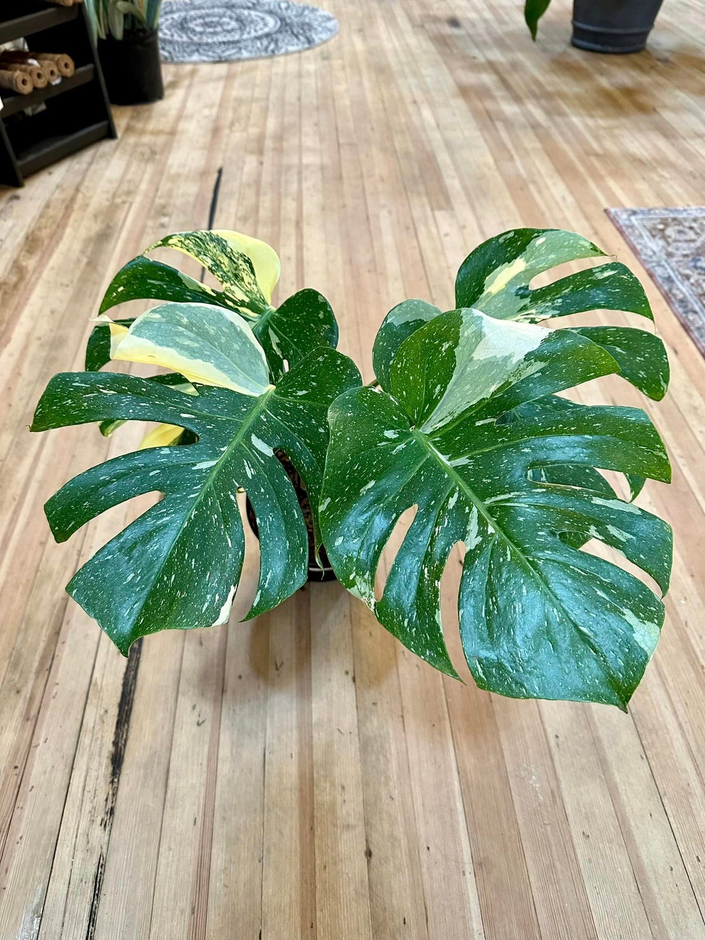 Monstera deliciosa 'Thai Constellation' 8"