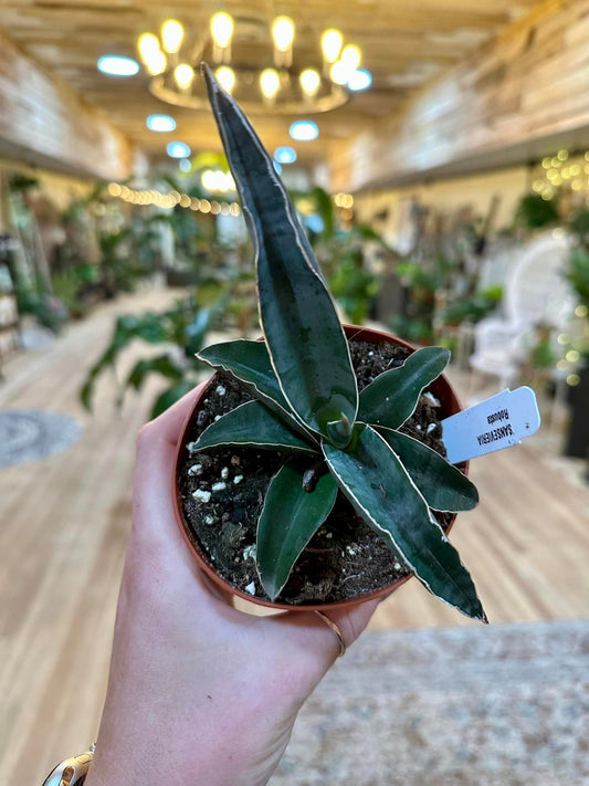 Robusta Ehrenberghii Snake Plant 4"