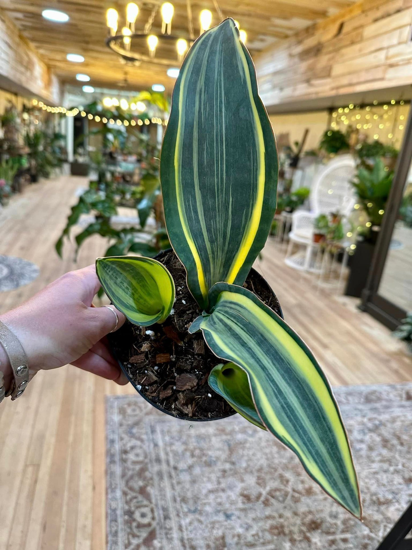 Snake Plant Whale Fin Variegated 6"