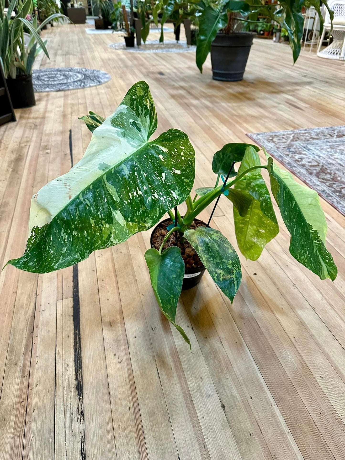 Philodendron 'Jose Buono' 8"