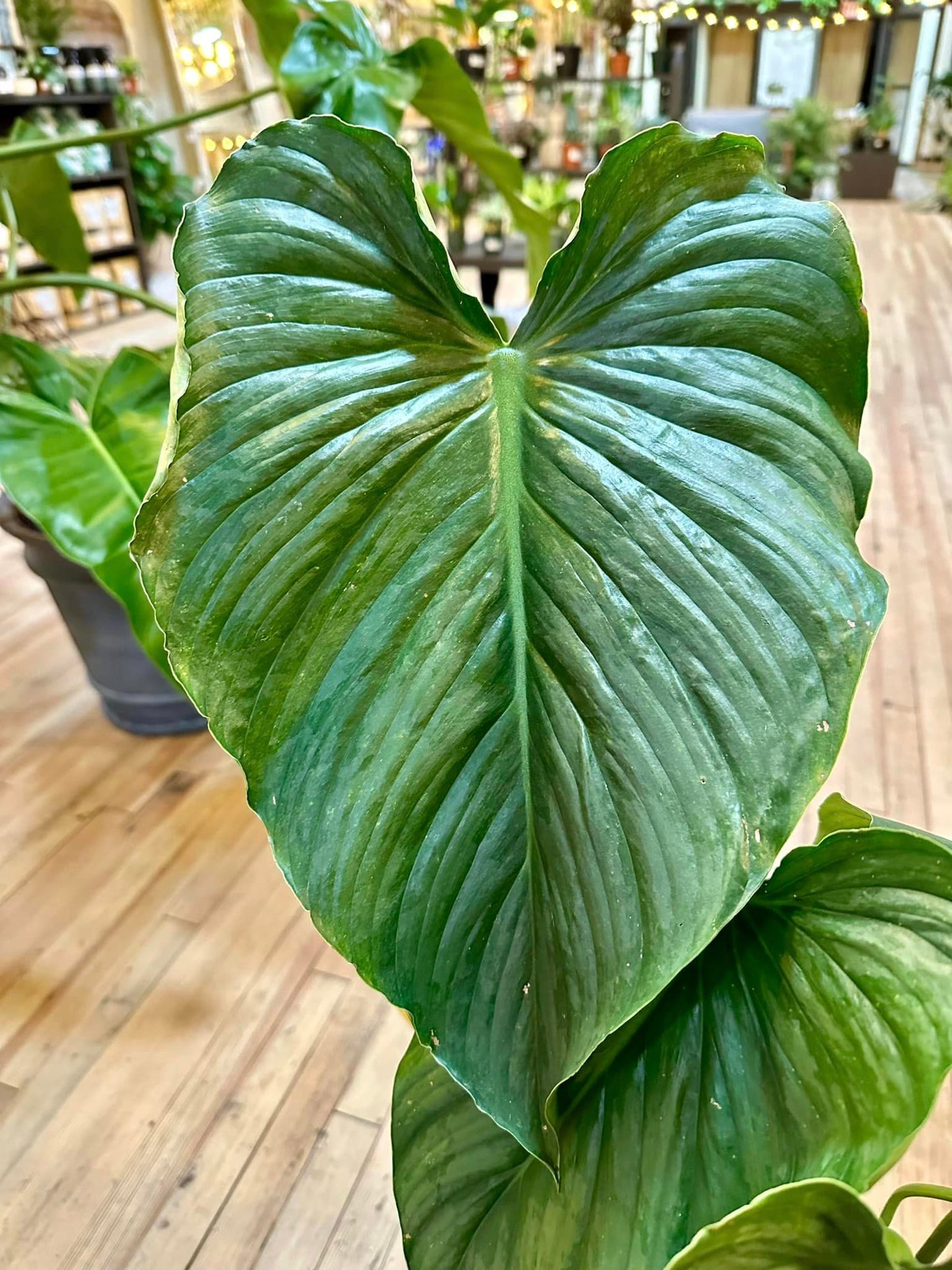 Philodendron pastazanum 10"