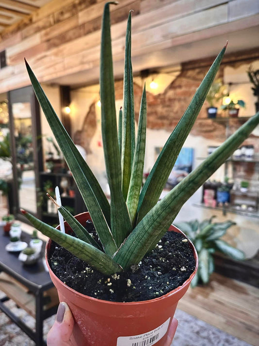 Snake Plant Bob 6"