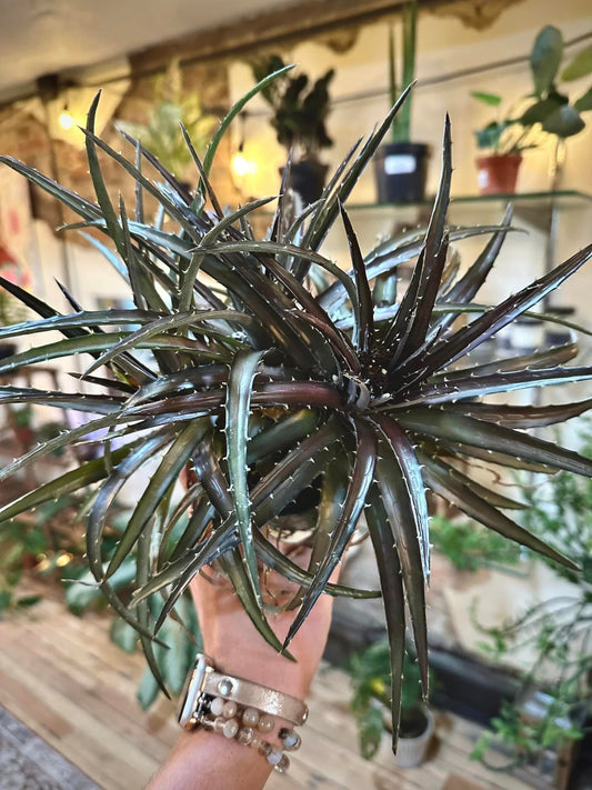 Dyckia 'Grape Jelly' 4"