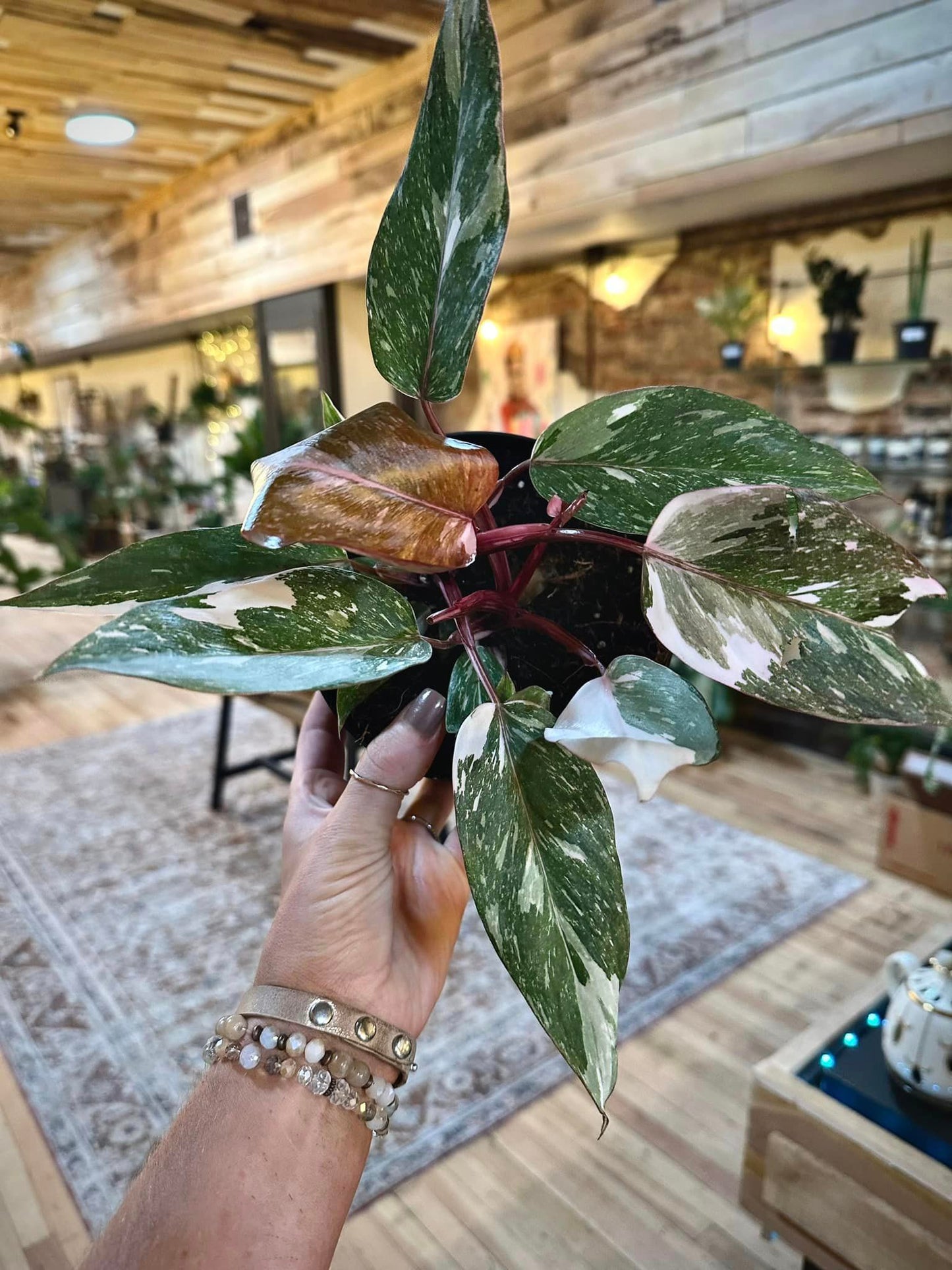 Philodendron 'Pink Princess' 6"