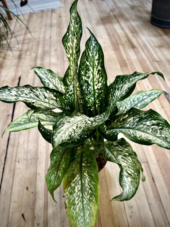 Dieffenbachia Tiki 8"