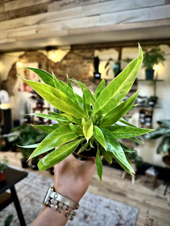 4" Philodendron Calkins Gold