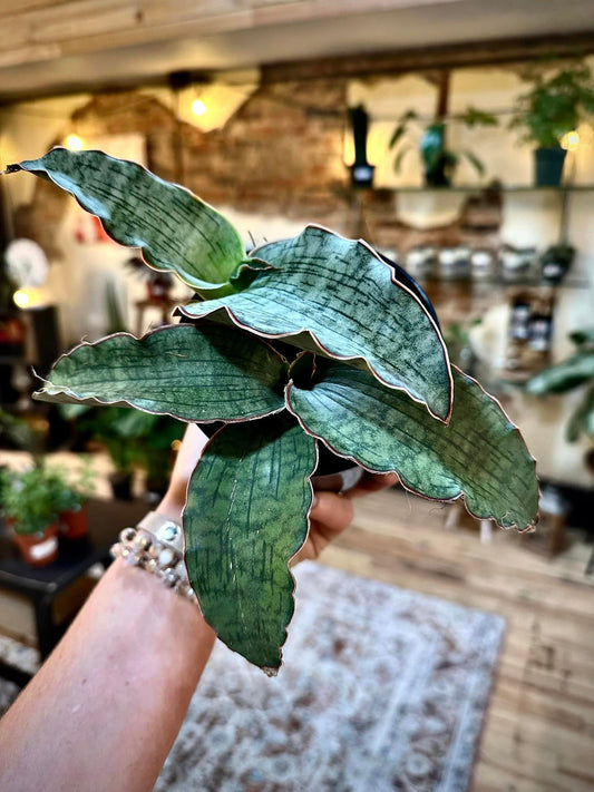 Cleopatra Snake Plant 4"