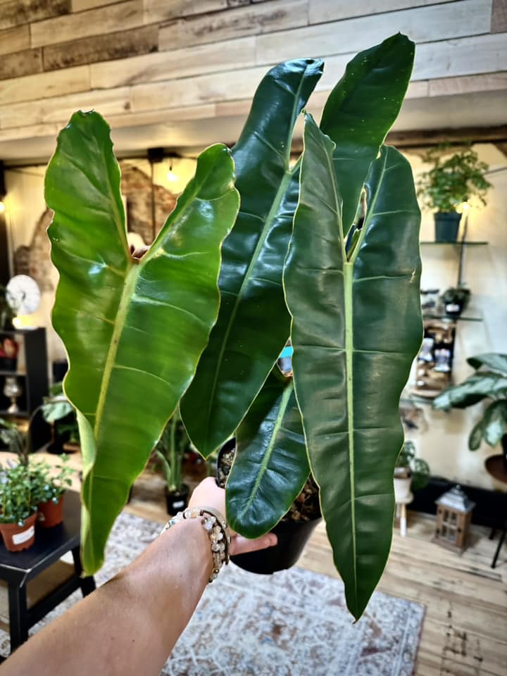 Philodendron billietiae 8"