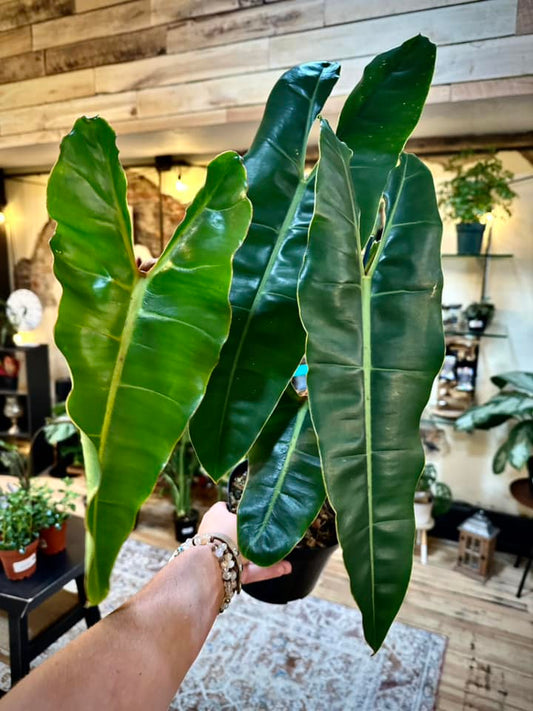 Philodendron billietiae 8"