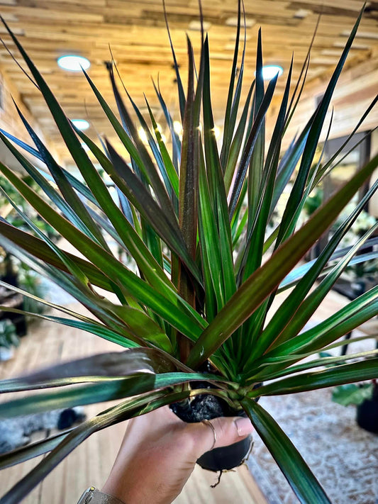 Dracaena Marginata 4"