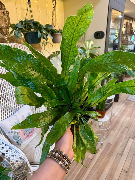 Crocodile Fern 6"