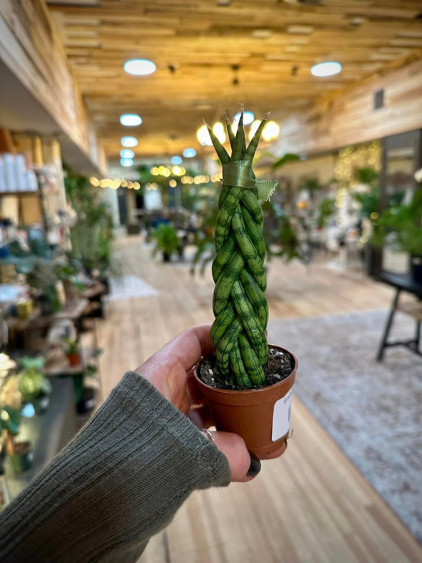 2" Braided Snake Plant