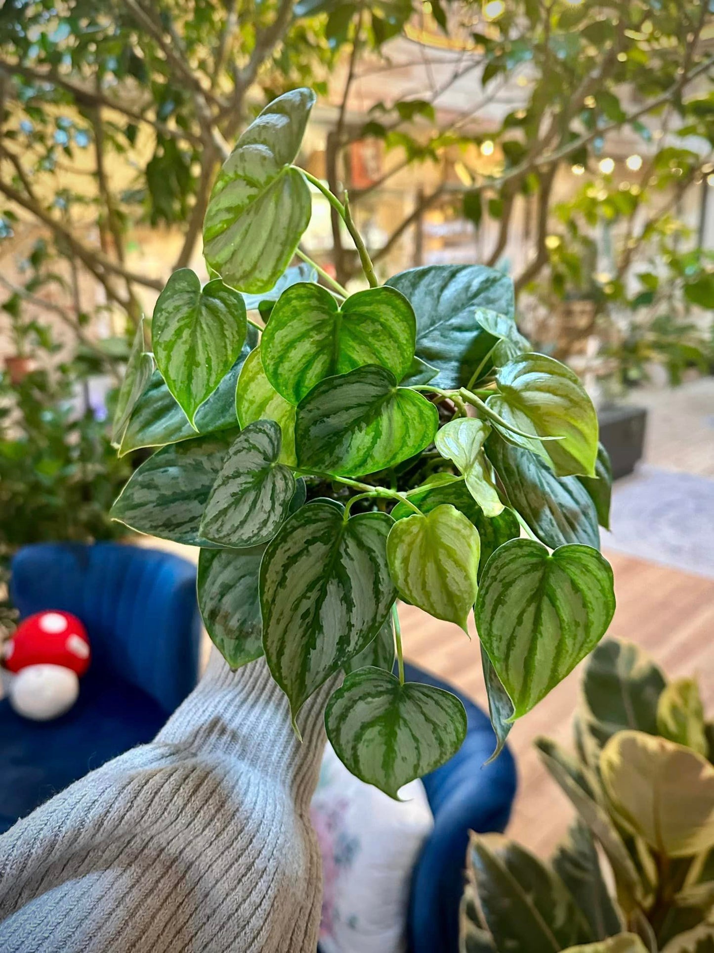 Philodendron brandtianum 4"