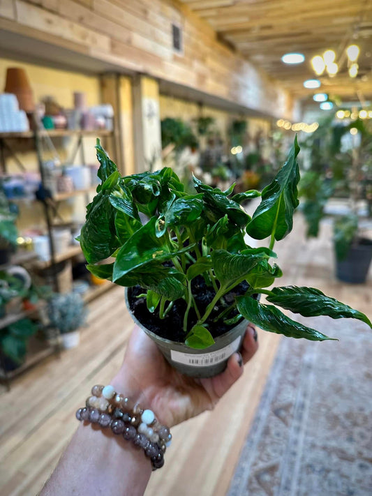 4" Pothos 'Shangri La'