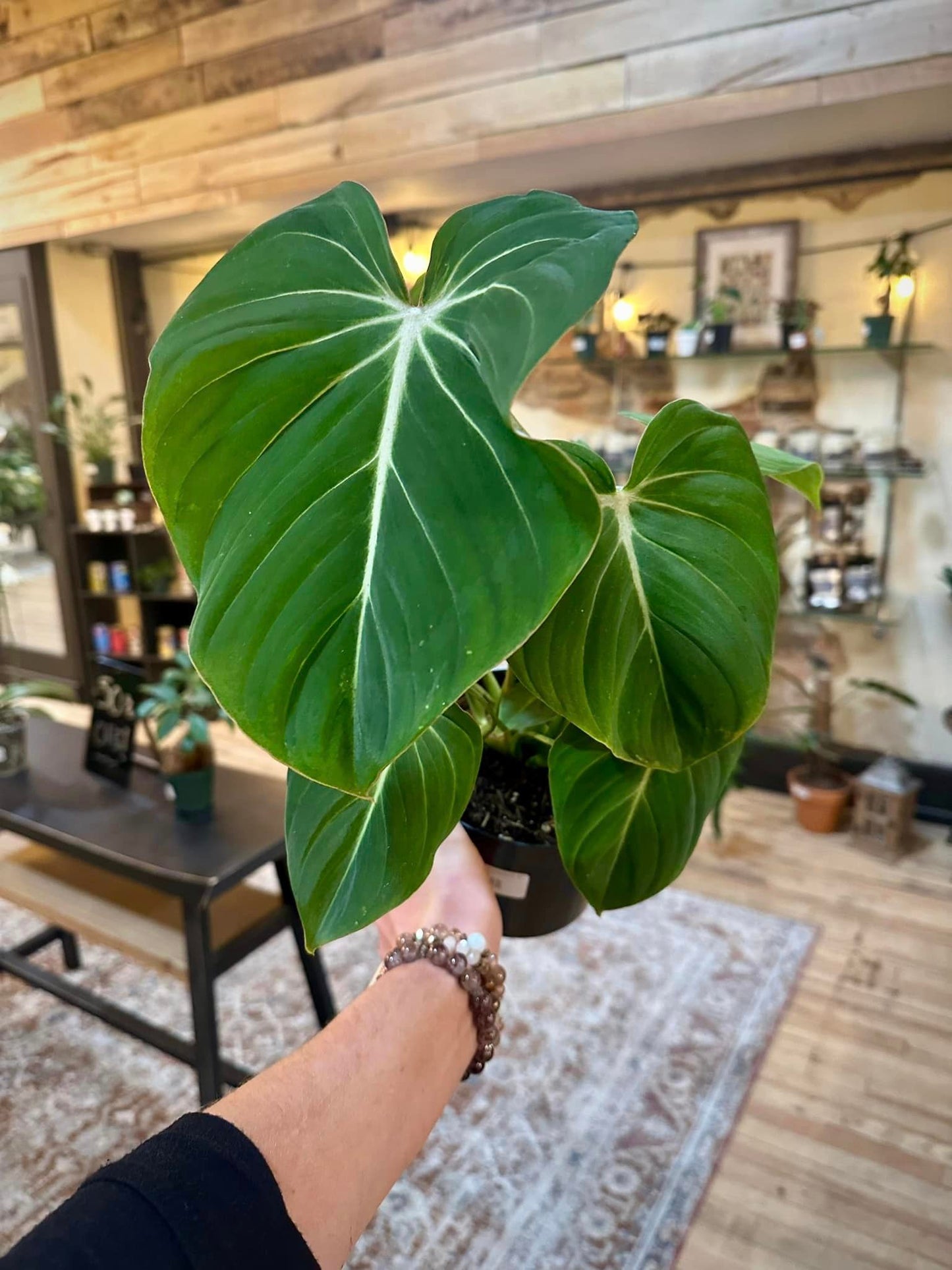 Philodendron gloriosum 6"