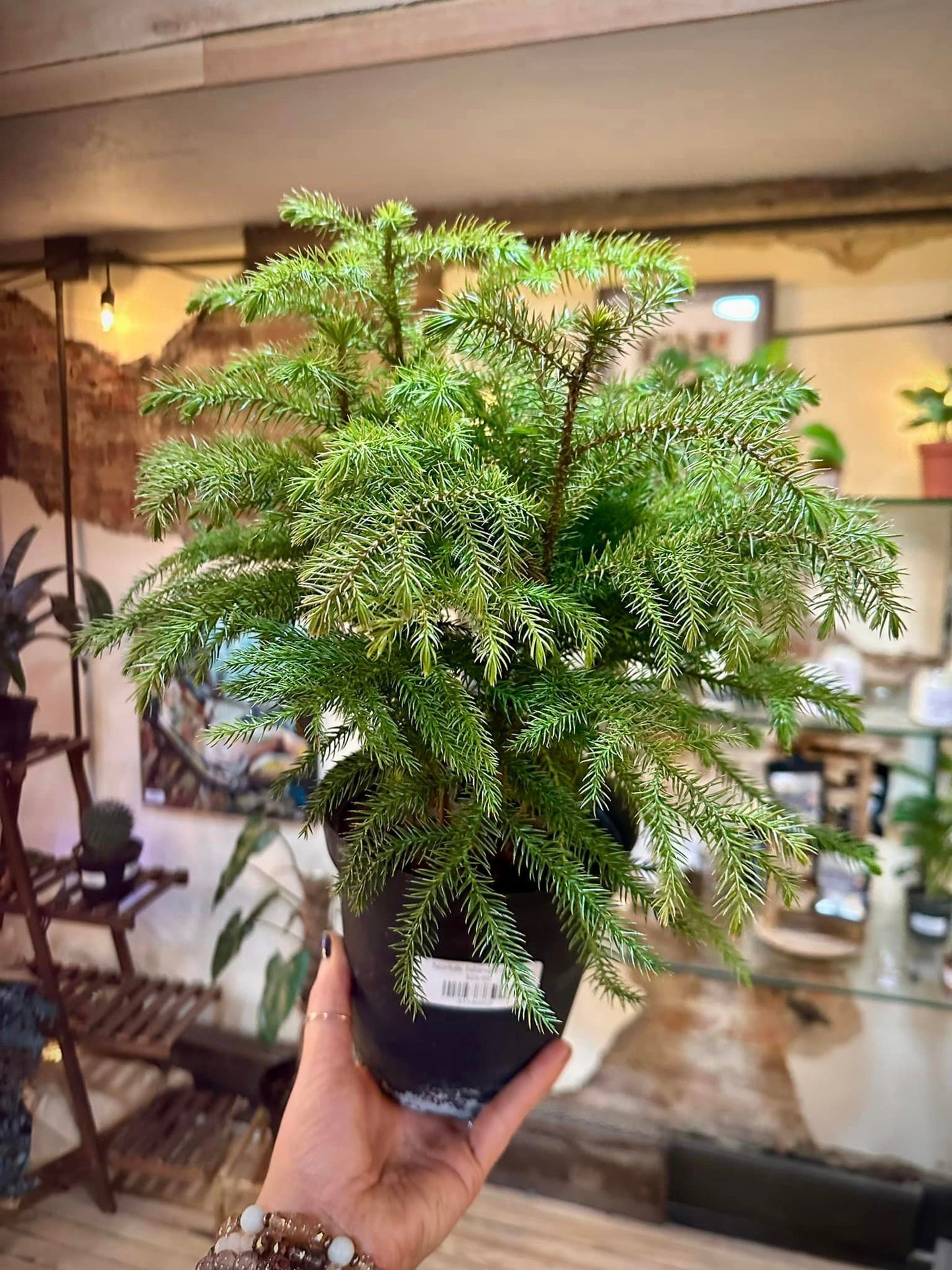 6" Norfolk Island Pine