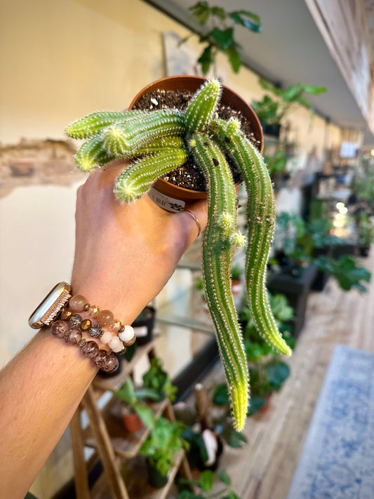 Dog Tail Cactus 4"