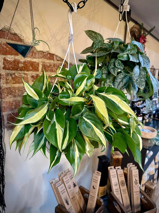 Philodendron hederaceum 'Cream Splash' Basket 8"