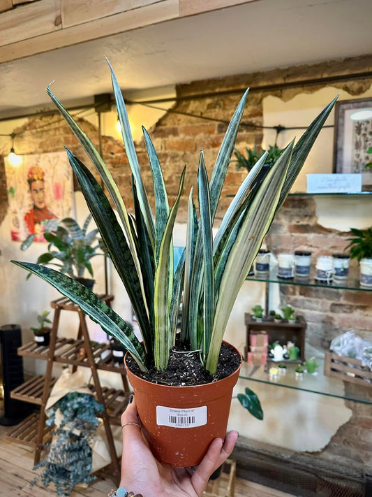 Snake Plant Bantel's Sensation 6"