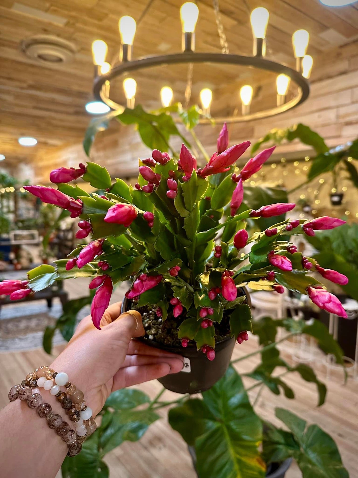 Holiday Cactus 6”