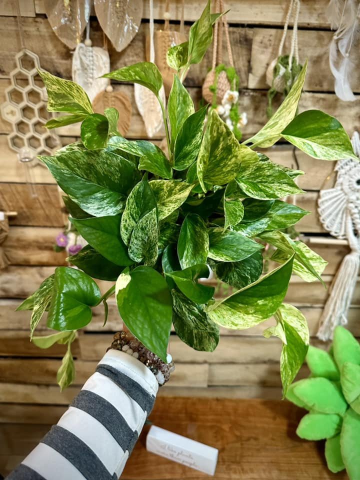 6" Pothos 'Marble Queen'