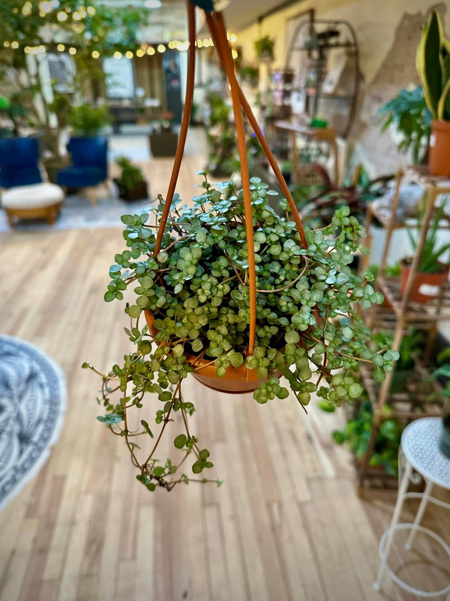 Pilea Glauca Hanging Basket 4"