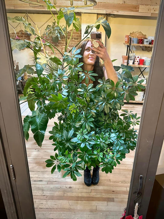 Schefflera Arboricola 8"