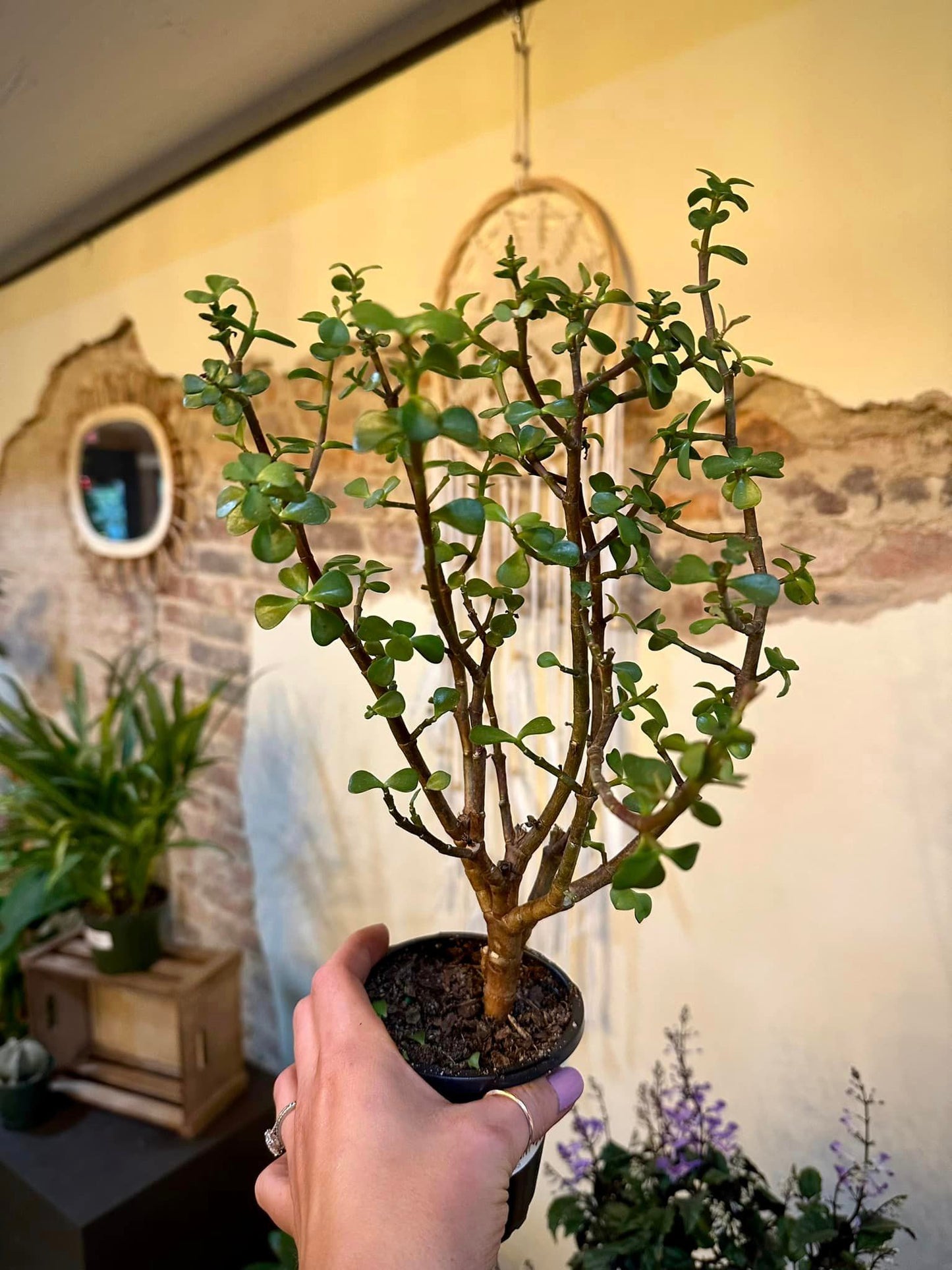 Elephant Bush 4"