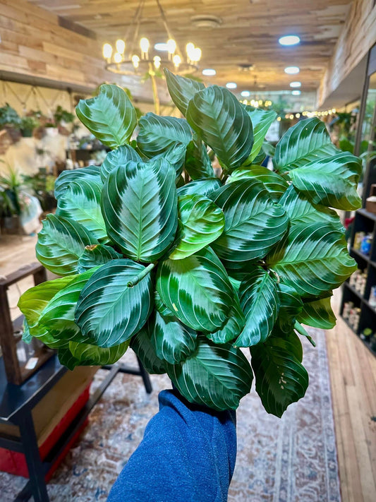 Maranta leuconeura 'Silver Band' 8"