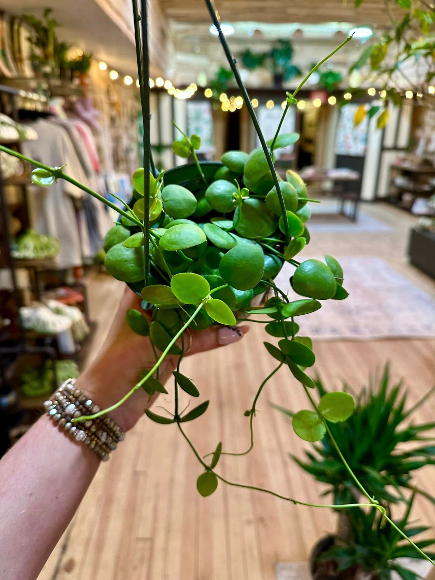 Dischidia Platyphylla Basket 5"