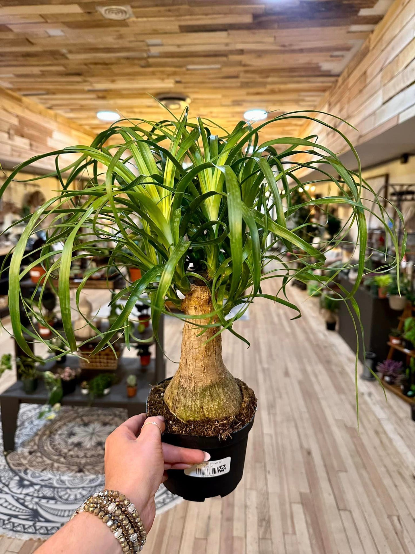 Pony Tail Palm 6"