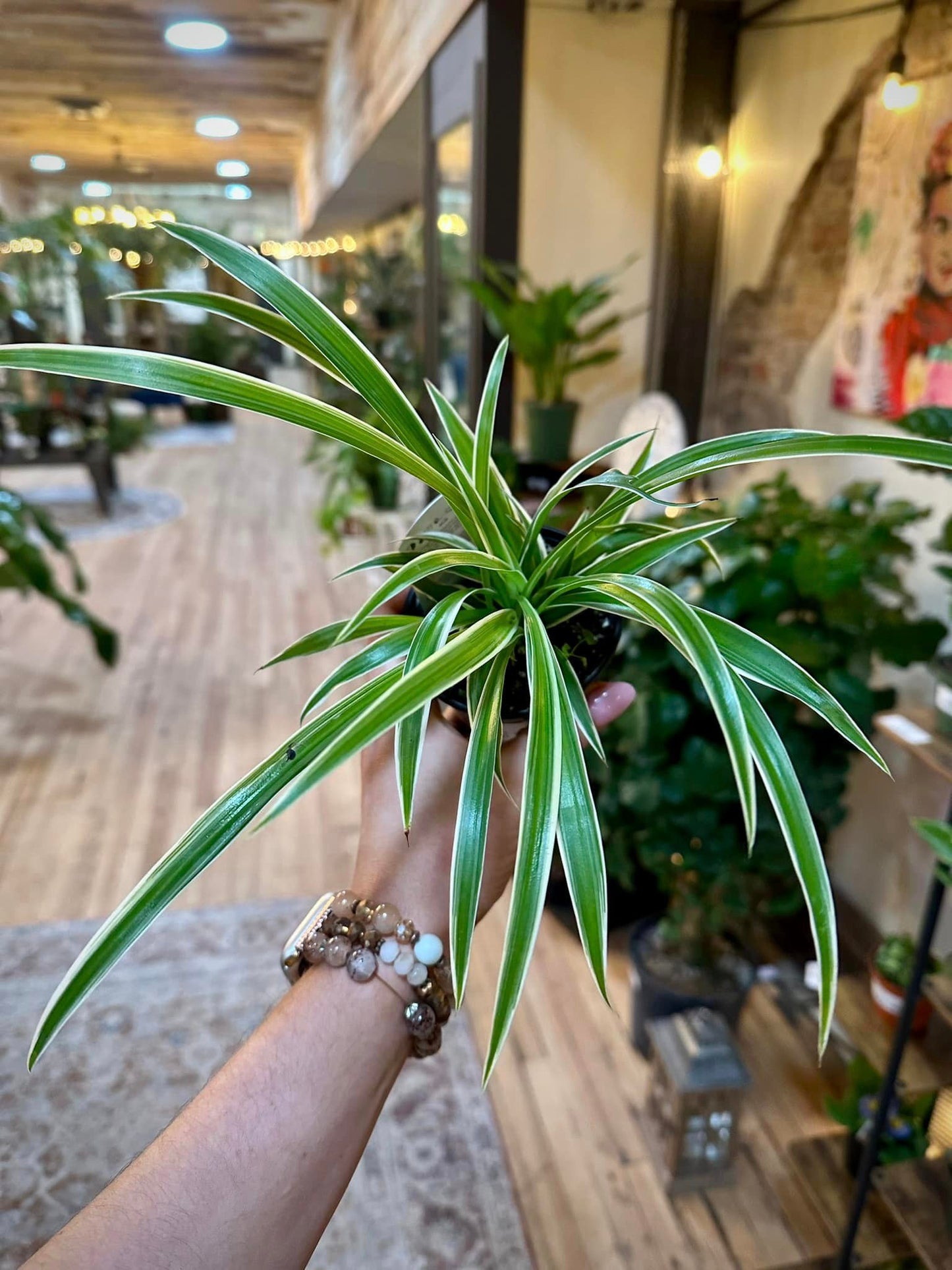 Spider Plant 4"